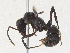  ( - CBG-A31775-C05)  @11 [ ] CreativeCommons - Attribution Share - Alike (2024) CBG Photography Group Centre for Biodiversity Genomics