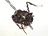  ( - CBG-A31775-C06)  @11 [ ] CreativeCommons - Attribution Share - Alike (2024) CBG Photography Group Centre for Biodiversity Genomics