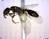  ( - BIOUG02018-F07)  @11 [ ] CreativeCommons - Attribution (2011) M. Alex Smith Centre for Biodiversity Genomics