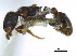  ( - BIOUG06760-A01)  @11 [ ] CreativeCommons - Attribution (2011) Unspecified Centre for Biodiversity Genomics