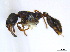  ( - BIOUG06760-F04)  @11 [ ] CreativeCommons - Attribution (2011) Unspecified Centre for Biodiversity Genomics