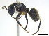  (Camponotus pennsylvanicus - BIOUG07487-C02)  @15 [ ] CreativeCommons - Attribution (2011) Unspecified Centre for Biodiversity Genomics