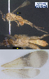  (Zelomorpha mariyavladmirovnae - DHJPAR0023528)  @12 [ ] CreativeCommons  Attribution Non-Commercial Share-Alike (2018) Michael Sharkey University of Kentucky