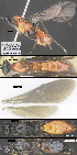  (Hemichoma - DHJPAR0030386)  @13 [ ] CreativeCommons  Attribution Non-Commercial Share-Alike (2018) Michael Sharkey University of Kentucky
