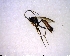  ( - BIOUG02611-B11)  @12 [ ] CreativeCommons - Attribution (2011) M. Alex Smith Centre for Biodiversity Genomics
