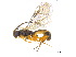  (Orthocentrus fulvipes - BIOUG06752-D09)  @15 [ ] CreativeCommons - Attribution (2011) M. Alex Smith Centre for Biodiversity Genomics
