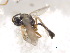  ( - BIOUG06752-F02)  @12 [ ] CreativeCommons - Attribution (2011) M. Alex Smith Centre for Biodiversity Genomics