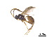  ( - BIOUG06752-H03)  @13 [ ] CreativeCommons - Attribution (2011) M. Alex Smith Centre for Biodiversity Genomics