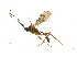  (Oxytorinae - BIOUG06753-C02)  @14 [ ] CreativeCommons - Attribution (2013) M. Alex Smith Centre for Biodiversity Genomics