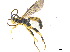  ( - BIOUG06753-F10)  @13 [ ] CreativeCommons - Attribution (2013) M. Alex Smith Centre for Biodiversity Genomics