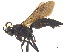 (Ichneumon macilentus - BIOUG06753-G09)  @14 [ ] CreativeCommons - Attribution (2013) M. Alex Smith Centre for Biodiversity Genomics