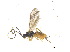  ( - BIOUG06753-G12)  @13 [ ] CreativeCommons - Attribution (2013) M. Alex Smith Centre for Biodiversity Genomics