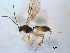  (Proclitus praetor - BIOUG07488-A06)  @13 [ ] CreativeCommons - Attribution (2011) M. Alex Smith Centre for Biodiversity Genomics