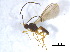  ( - BIOUG09328-G04)  @12 [ ] CreativeCommons - Attribution (2011) M. Alex Smith Centre for Biodiversity Genomics
