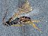  ( - HYM00001467)  @11 [ ] CreativeCommons - Attribution Share-Alike (2018) Unspecified Canadian National Collection of Insects, Arachnids and Nematodes