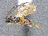  ( - HYM00001493)  @11 [ ] CreativeCommons - Attribution Share-Alike (2018) Unspecified Canadian National Collection of Insects, Arachnids and Nematodes