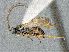  ( - HYM00001494)  @11 [ ] CreativeCommons - Attribution Share-Alike (2018) Unspecified Canadian National Collection of Insects, Arachnids and Nematodes
