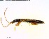  ( - BIOUG02612-H04)  @12 [ ] CreativeCommons - Attribution (2011) M. Alex Smith Centre for Biodiversity Genomics