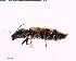  ( - BIOUG03198-B11)  @12 [ ] CreativeCommons - Attribution (2011) M. Alex Smith Centre for Biodiversity Genomics