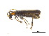  ( - BIOUG06758-A03)  @13 [ ] CreativeCommons - Attribution (2013) M. Alex Smith Centre for Biodiversity Genomics