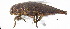  ( - BIOUG06758-A08)  @13 [ ] CreativeCommons - Attribution (2013) M. Alex Smith Centre for Biodiversity Genomics