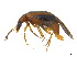  (Trigonodemus - BIOUG06758-B09)  @14 [ ] CreativeCommons - Attribution (2013) M. Alex Smith Centre for Biodiversity Genomics