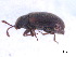  ( - BIOUG06758-F07)  @13 [ ] CreativeCommons - Attribution (2013) M. Alex Smith Centre for Biodiversity Genomics