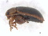  ( - BIOUG06758-F11)  @13 [ ] CreativeCommons - Attribution (2013) M. Alex Smith Centre for Biodiversity Genomics