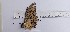  (Heraclides thoas nealces - JAMASA2E4-LD11.4)  @11 [ ] Copyright (2023) Insitituto de Investigacion  Alexander von Humboldt (IAvH) Insitituto de Investigacion de Recursos Biologicos Alexander von Humboldt