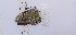  (Philaethria pygmalion - JAMASA2E7-LD529.2)  @11 [ ] Copyright (2023) Insitituto de Investigacion Alexander von Humboldt (IAvH) Insitituto de Investigacion de Recursos Biologicos Alexander von Humboldt