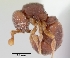  (Discothyrea SCm01 - CASENT0103485-D04)  @13 [ ] Unspecified (default): All Rights Reserved  Unspecified Unspecified
