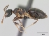  (Technomyrmex sp - CASENT0006726-D01)  @13 [ ] Unspecified (default): All Rights Reserved  Unspecified Unspecified
