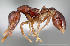  ( - CASENT0461473-D01)  @13 [ ] CreativeCommons - Attribution Non-Commercial No Derivatives (2011) Brian Fisher California Academy of Sciences