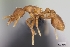  (Strumigenys maxillaris - CASENT0033059-D01)  @13 [ ] Unspecified (default): All Rights Reserved  Unspecified Unspecified