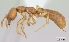  (Adetomyrma caputleae - CASENT0004358-D01)  @13 [ ] Unspecified (default): All Rights Reserved  Unspecified Unspecified