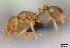  (Monomorium hanneli - CASENT0060775-D01)  @13 [ ] Unspecified (default): All Rights Reserved  Unspecified Unspecified