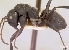  (Camponotus robustus - CASENT0066580-D01)  @13 [ ] Unspecified (default): All Rights Reserved  Unspecified Unspecified