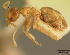  (Technomyrmex madecassus - CASENT0006725-D01)  @13 [ ] Unspecified (default): All Rights Reserved  Unspecified Unspecified