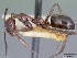 (Camponotus imitator - CASENT0068191-D01)  @13 [ ] Unspecified (default): All Rights Reserved  Unspecified Unspecified