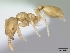  (Monomorium micrommaton - CASENT0060920-D01)  @13 [ ] Unspecified (default): All Rights Reserved  Unspecified Unspecified
