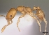  (Monomorium termitobium - CASENT0060976-D02)  @14 [ ] Unspecified (default): All Rights Reserved  Unspecified Unspecified