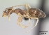  (Technomyrmex innocens - CASENT0474760-D01)  @13 [ ] Unspecified (default): All Rights Reserved  Unspecified Unspecified