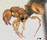  (Terataner FHG07 - CASENT0041682-D01)  @13 [ ] Unspecified (default): All Rights Reserved  Unspecified Unspecified