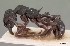 (Eutetramorium mocquerysi - CASENT0495188-D01)  @13 [ ] CreativeCommons - Attribution Non-Commercial No Derivatives (2011) Brian Fisher California Academy of Sciences