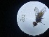  ( - Malasa1_E17_Dip_GD20.2)  @11 [ ] Copyright (2023) Instituto de Investigacion Alexander von Humboldt (IAvH) Instituto de Investigacion Alexander von Humboldt (IAvH)