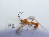  ( - Malasa3_E16_Hym_MC29.2)  @11 [ ] Copyright (2023) Instituto de Investigacion Alexander von Humboldt (IAvH) Instituto de Investigacion Alexander von Humboldt (IAvH)