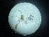  ( - Malasa3_E15_Hym_YE041)  @11 [ ] Copyright (2023) Instituto de Investigacion Alexander von Humboldt (IAvH) Instituto de Investigacion Alexander von Humboldt (IAvH)