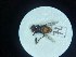  ( - Malasa3_E15_Dip_YE072)  @11 [ ] Copyright (2023) Instituto de Investigacion Alexander von Humboldt (IAvH) Instituto de Investigacion Alexander von Humboldt (IAvH)