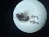  ( - Malasa3_E15_Dip_YE073)  @11 [ ] Copyright (2023) Instituto de Investigacion Alexander von Humboldt (IAvH) Instituto de Investigacion Alexander von Humboldt (IAvH)
