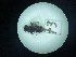  ( - Malasa3_E15_Dip_YE072)  @11 [ ] Copyright (2023) Instituto de Investigacion Alexander von Humboldt (IAvH) Instituto de Investigacion Alexander von Humboldt (IAvH)